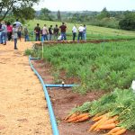 Jornal Ilustrado - Cultivo mecanizado de tubérculos em Umuarama mostra resultados
