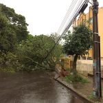 Jornal Ilustrado - Chuva e vento provocam queda de árvores, alagamento e destelhamento