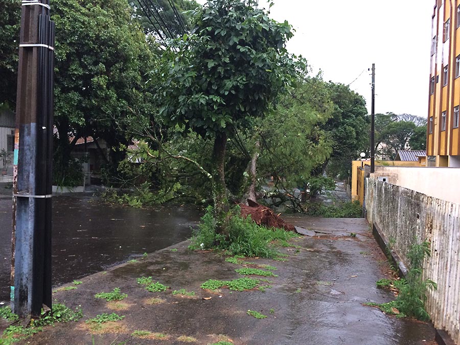 Jornal Ilustrado - Chuva e vento provocam queda de árvores, alagamento e destelhamento