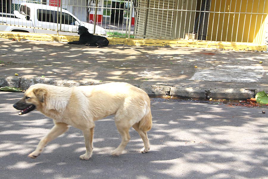 Jornal Ilustrado - Cães criados nas ruas viram dor de cabeça para umuaramenses