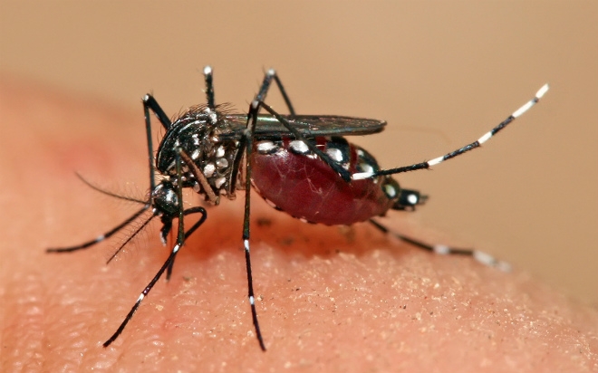 Jornal Ilustrado - Luta contra o Aedes aegypti precisa ser redobrada com a chegada do calor