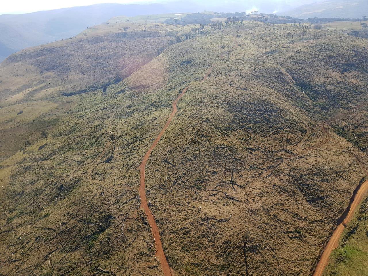 Flagrante de desmatamento da Mata Atlântica no Paraná pela Força Verde e pelo IAP