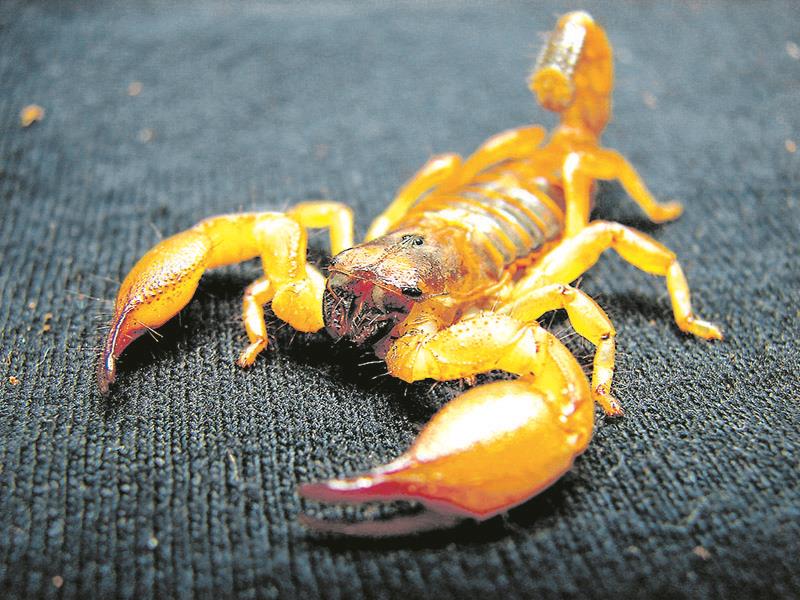 Umuarama: menina é picada por escorpião amarelo que estava enrolado em cobertor
