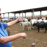 Jornal Ilustrado - Região de Umuarama cresce em agropecuária, mas poderia ser melhor