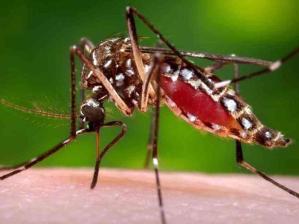 Jornal Ilustrado - Cidades da região registram as primeiras mortes por dengue e casos só aumentam