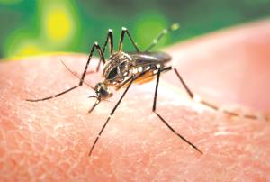 Umuaramenses devem combater  a dengue acabando com lixo