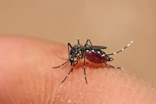 Cidades da região registram as primeiras mortes por dengue e casos só aumentam