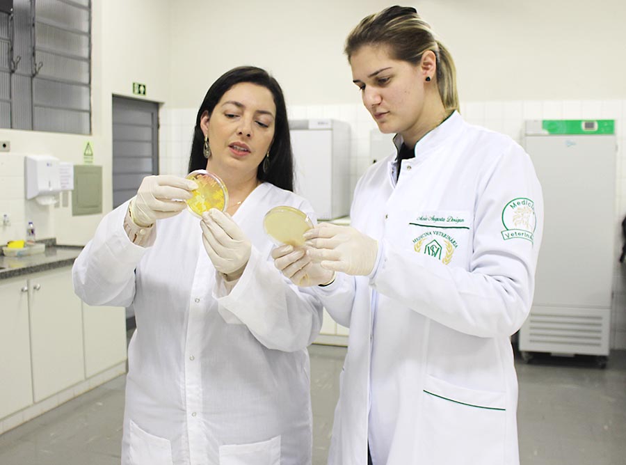 Pesquisa da Unipar busca identificar doença em rebanho bovino da região entre Brasil e Paraguai