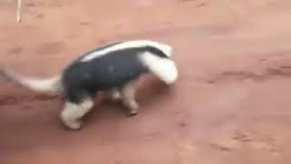 Ameaçado de extinção, tamanduá-mirim é liberado no Rio Paraná