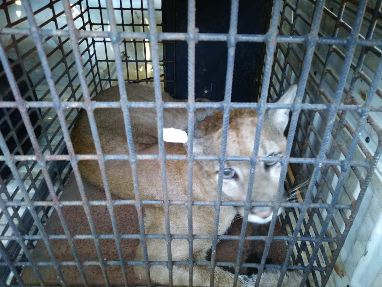 Puma encontrado dentro de casa é solto no Parque de Ilha Grande