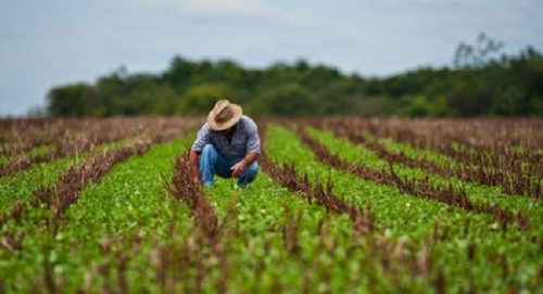 Jornal Ilustrado - CREA deve conceder registro profissional a técnico em agropecuária