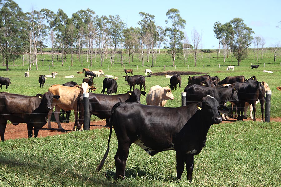 Alto Paraíso tem o maior rebanho de bovinos para abate do Paraná