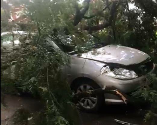 Árvore cai encima de carro na Praça Anchieta em Umuarama