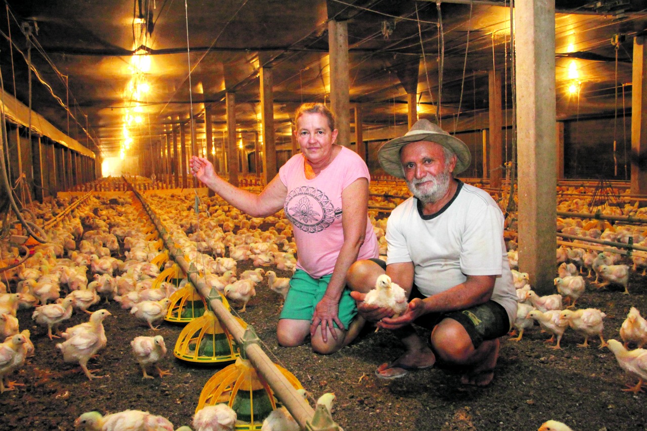 Produtores de frango voltam a entregar para o frigorífico Averama
