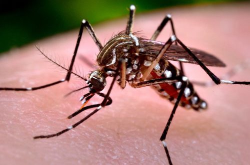 Jornal Ilustrado - Boletim confirma 530 novos casos de dengue no Paraná e amplia alerta