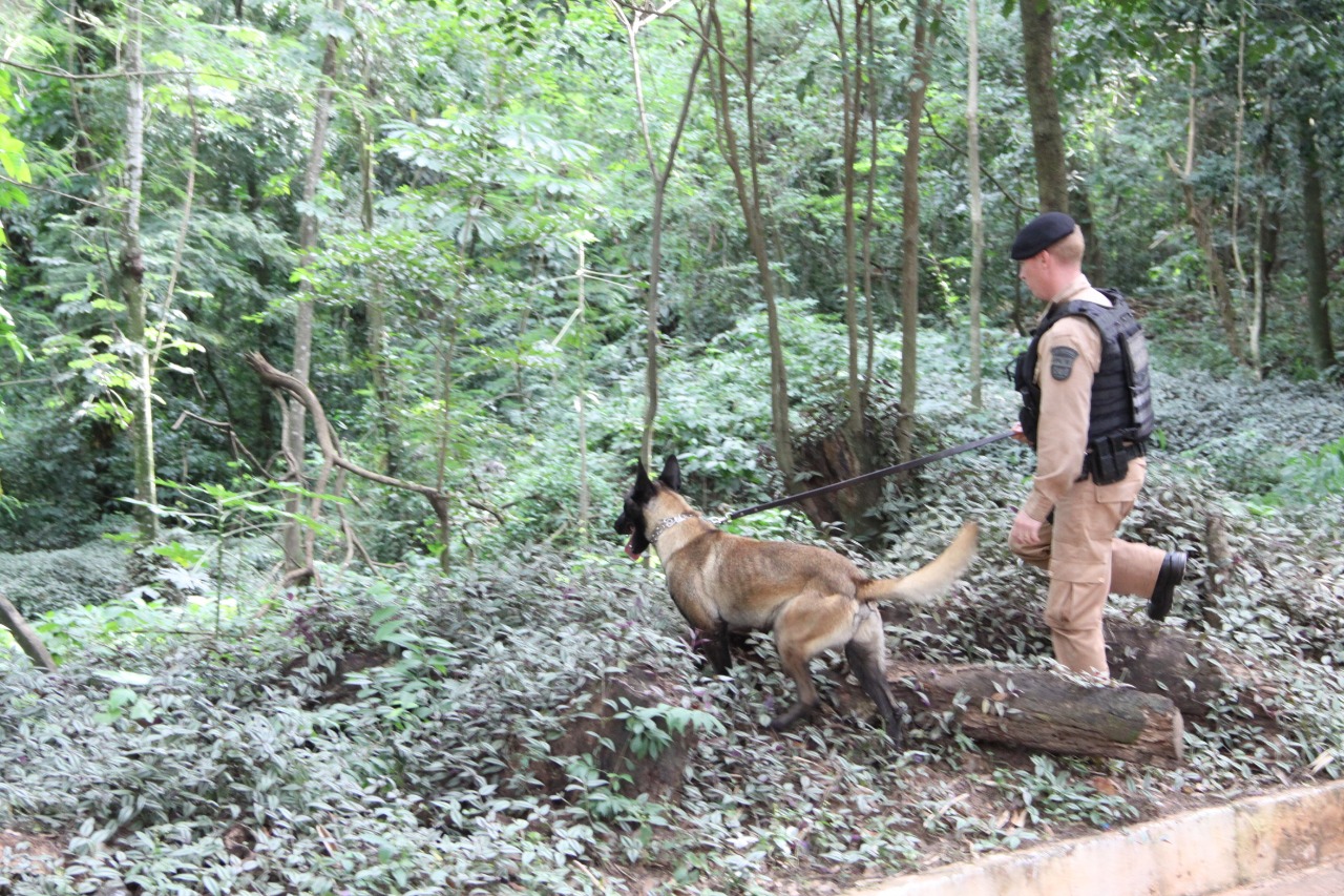 APERFEIÇOAMENTO Rotam e Canil realizam treinamento de busca e captura no bosque do Índio