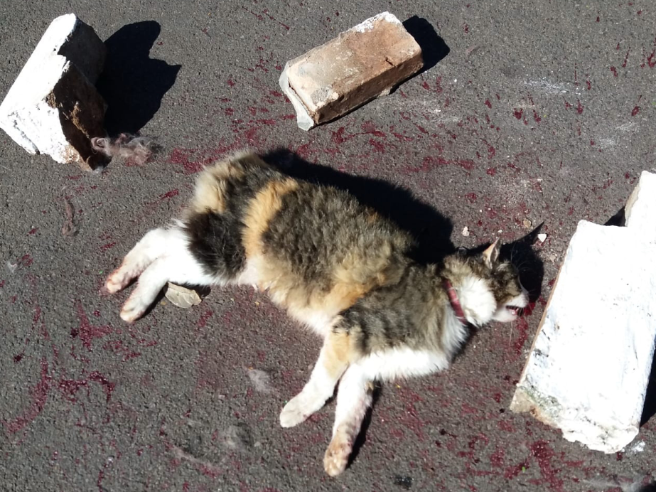 Gatos são atropelados e mortos em  condomínio de Umuarama e moradores reclamam