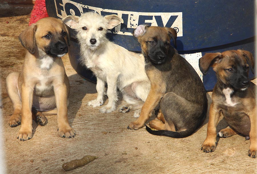 Saau fará feira de adoção para reduzir a lotação de filhote de cães no abrigo