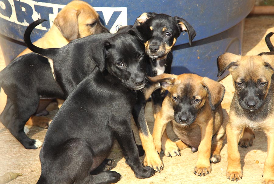 Jornal Ilustrado - Saau fará feira de adoção para reduzir a lotação de filhote de cães no abrigo