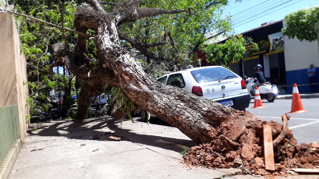 Árvore cai em cima de carro na Oliveira Salazar