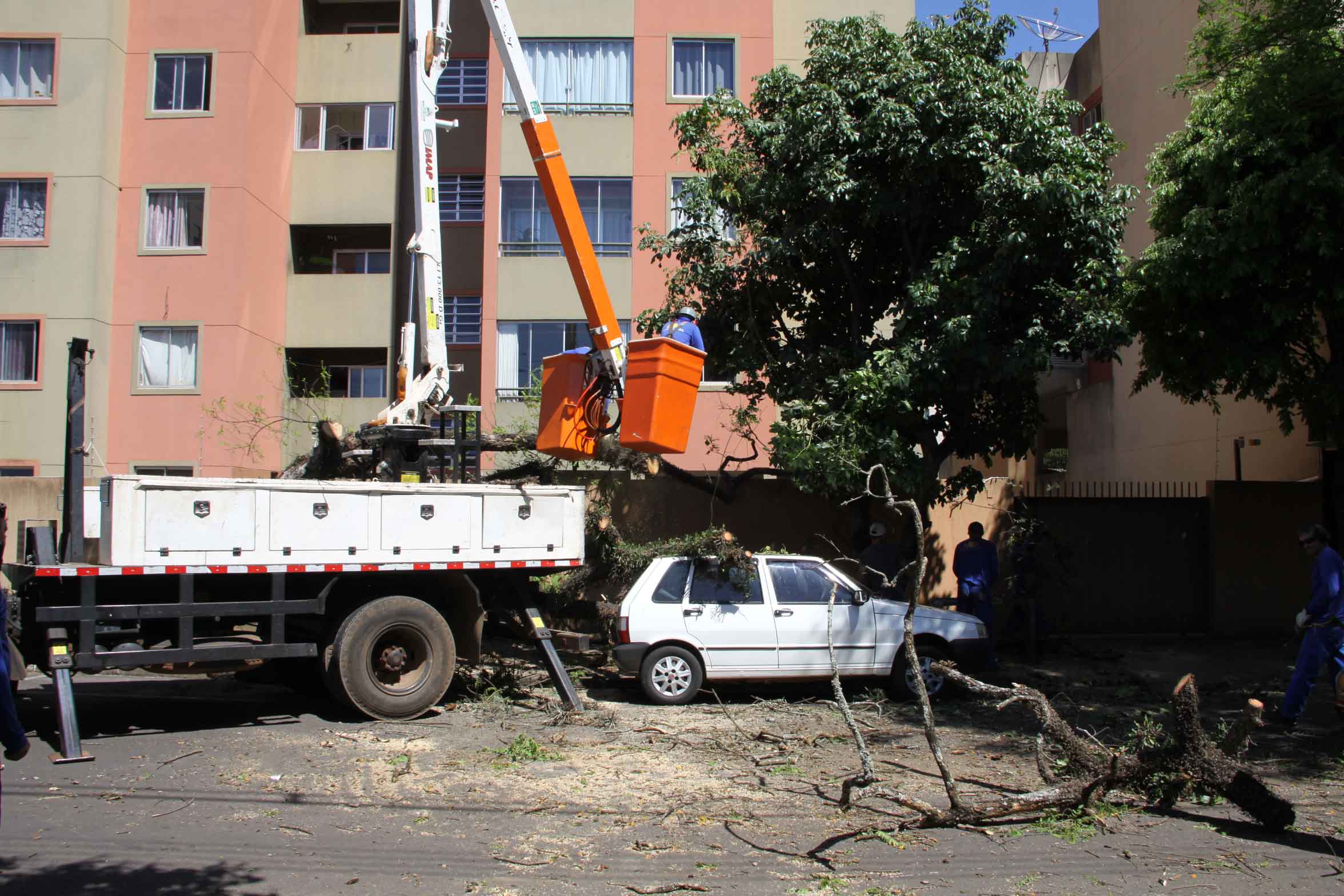 Jornal Ilustrado - Árvore cai em cima de carro na Oliveira Salazar