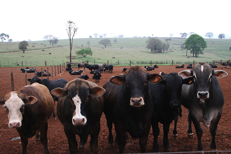 Novilho superprecoce e empreendedorismo transformam a economia de Fazenda na região
