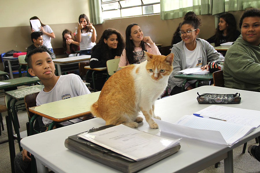 Gato muda o cotidiano dos alunos do colégio Hilda Kamal
