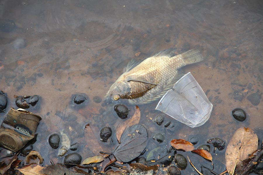 Peixes agonizam e Lago Aratimbó continua sofrendo com poluição e assoreamento