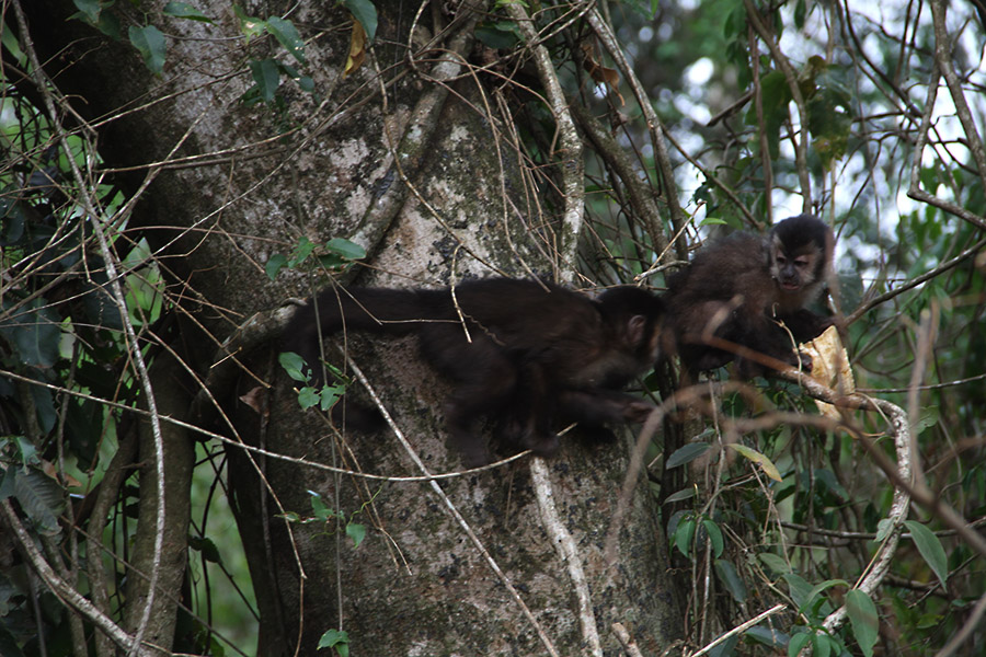 macaco-paraná-umuarama