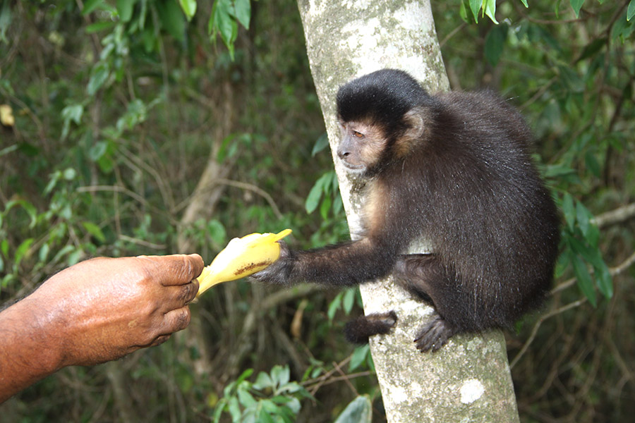 macaco-umuarama-1º-de-maio