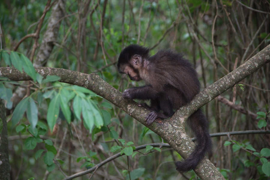 umuarama-ilustrado-macacos