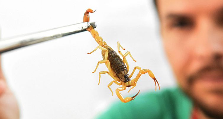 Com 45 registros de picadas, população precisa entrar no combate ao escorpião amarelo