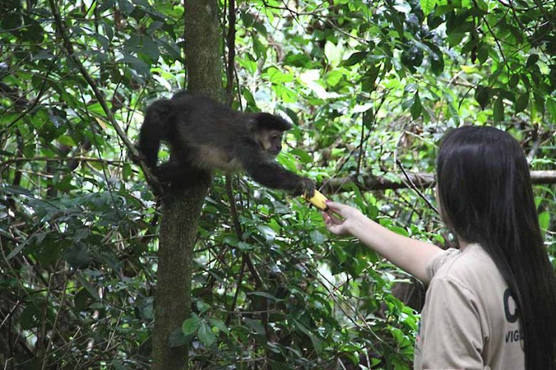 macacos-febre-amarela-umuarama
