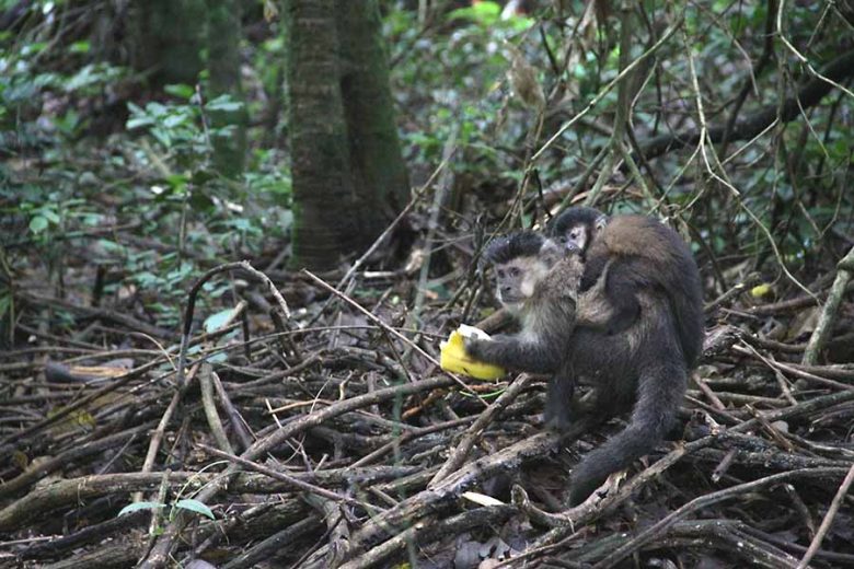 macacos-primeiro-de-maio-umuarama