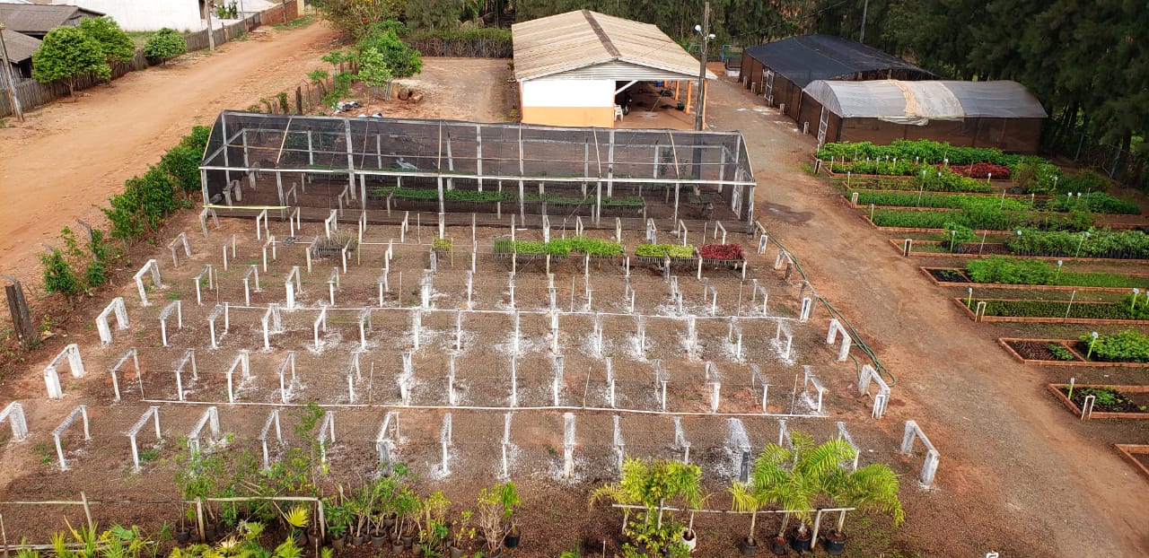Viveiro Municipal produz as plantas que embelezam Cruzeiro do Oeste