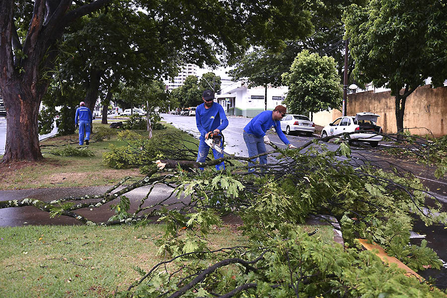 Chuva derruba galhos, árvores e postes na região central de Umuarama