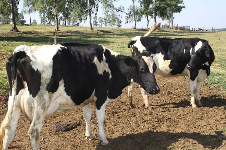 Jornal Ilustrado - Crise na atividade leiteira deixa produtores da região em risco de falência
