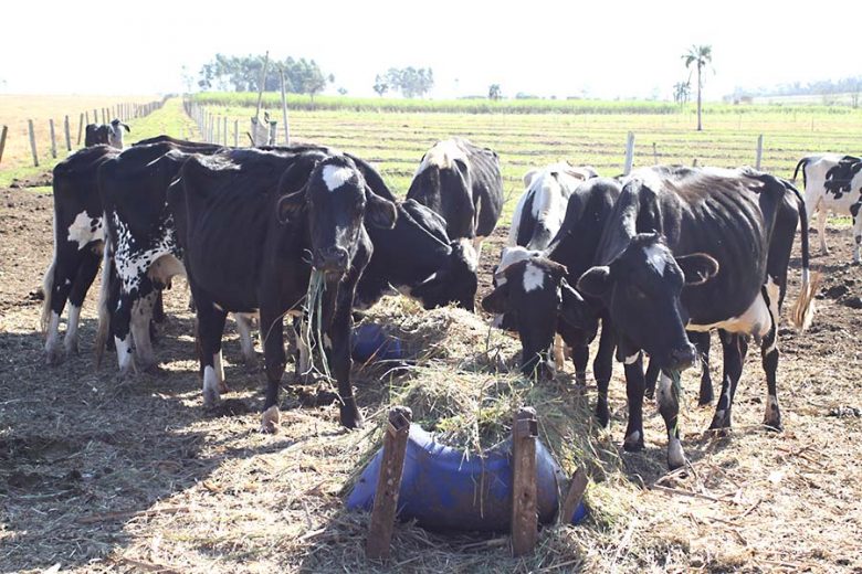 Jornal Ilustrado - Crise na atividade leiteira deixa produtores da região em risco de falência