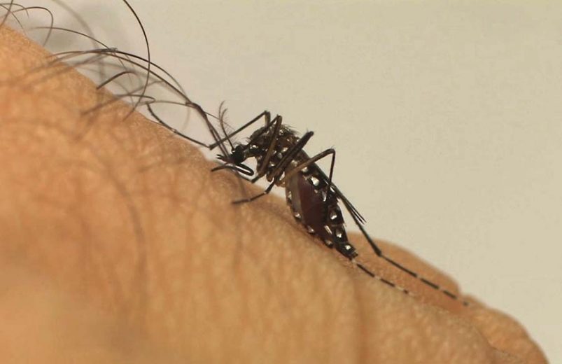 mosquito_da_dengue