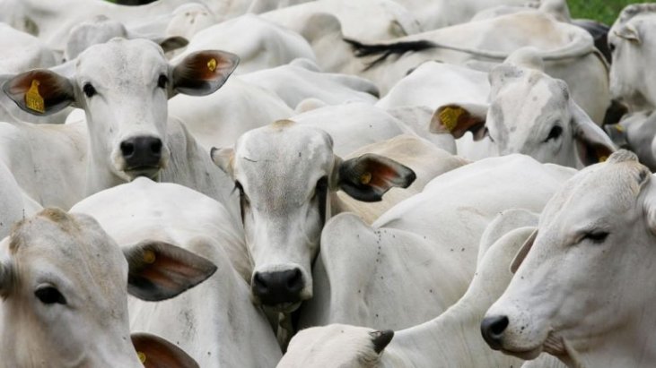Jornal Ilustrado - Abate de bovinos cai 9,2% no 1º tri de 2020 ante 1º tri de 2019, diz IBGE