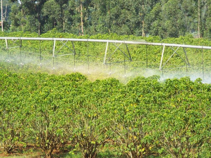 Jornal Ilustrado - Crise Hídrica: Manejo eficiente do uso da água nas propriedades agrícolas pode ajudar produtores a minimizarem os efeitos da seca