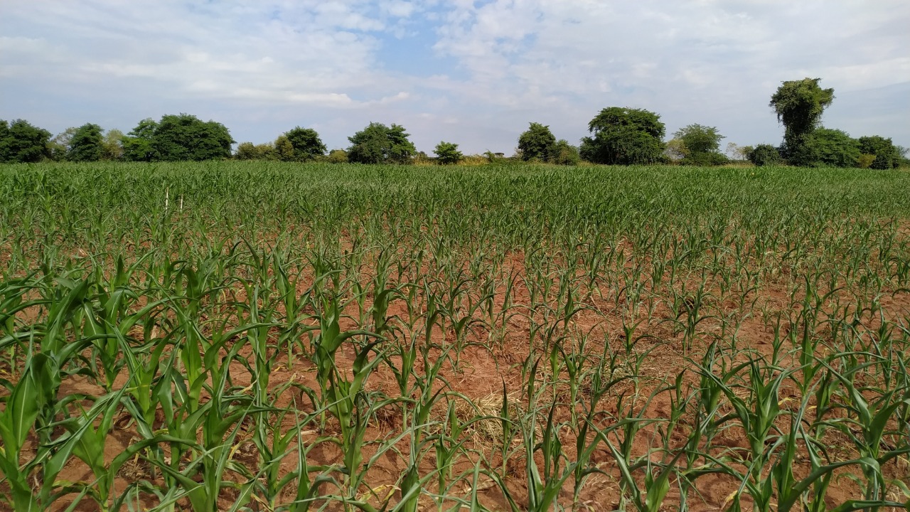 Crise Hídrica: Manejo eficiente do uso da água nas propriedades agrícolas pode ajudar produtores a minimizarem os efeitos da seca