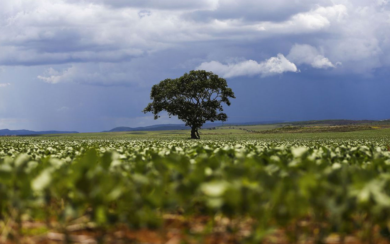 Agricultura Sustentável: Desenvolvimento Sustentável Que Beneficia O ...