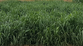 Braquiária: potencial para o controle de nematoides no Arenito