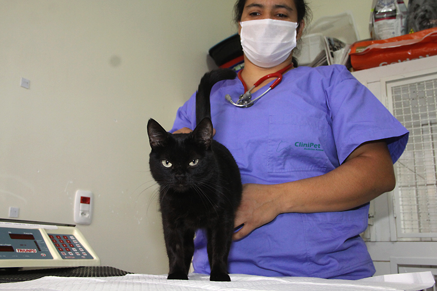Veterinária orienta para a prevenção de  duas doenças que acometem os gatos