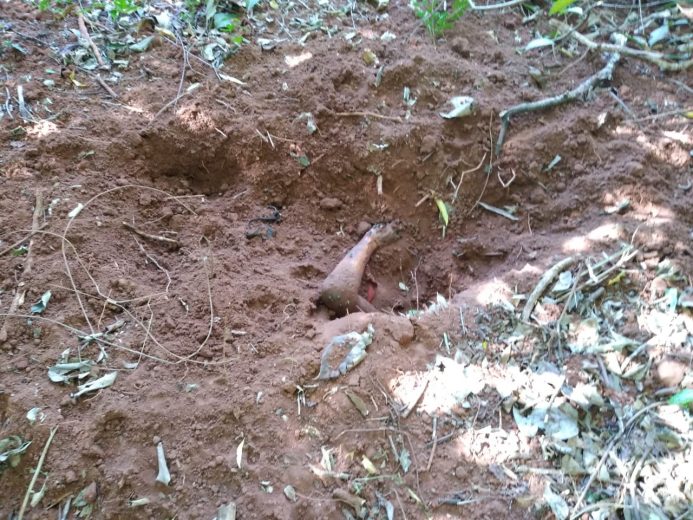 Jornal Ilustrado - Corpo de mulher é encontrado enterrado na Estrada Moema