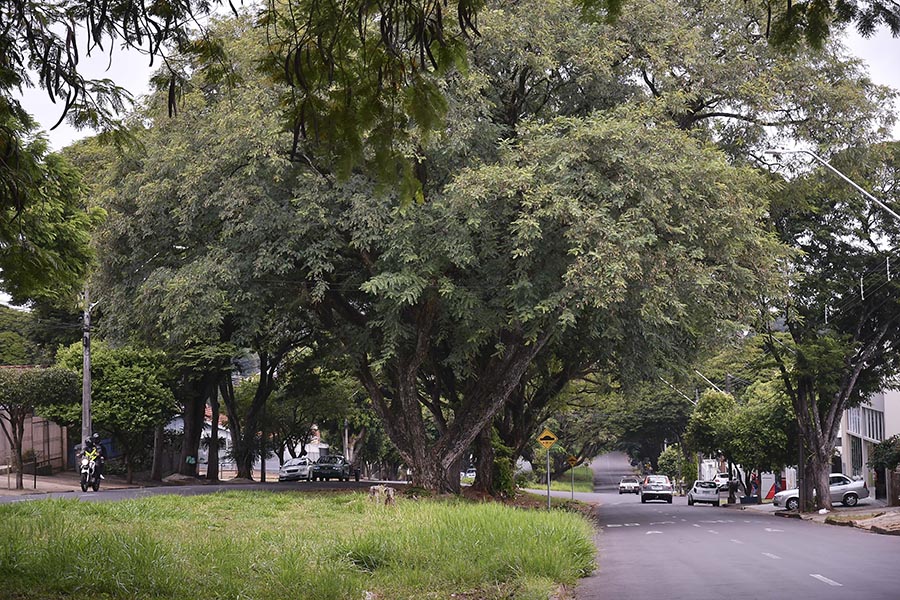 Proposta do Plano de Arborização está disponível para consulta online