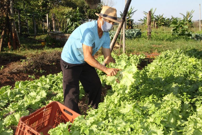 verduras_organicas