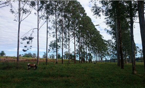 Sistemas agroflorestais como mecanismo de recuperação de solos