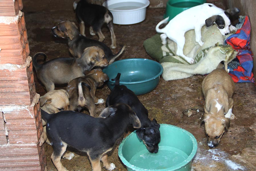SAAU alerta para o aumento do número de animais abandonados em Umuarama